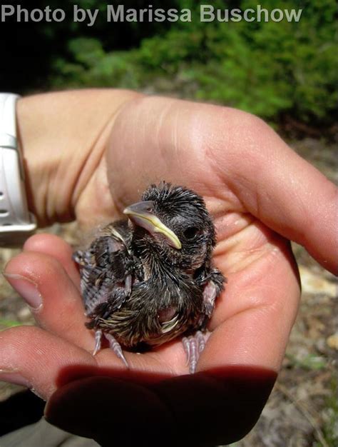 Spotted Towhee - East Cascades Audubon Society