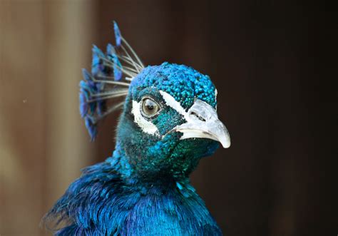 A close-up of a blue peacock's head | Bird photo, Stock images free, Pet birds