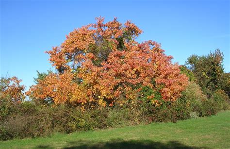 Sassafras Tree Pictures, Information on the Sassafras Tree Species