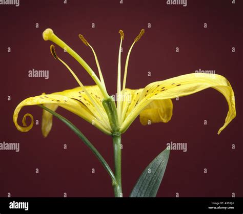 FLOWER PARTS ON LILY (LILIUM SP.) SHOWS PISTIL, STIGMA, STYLE, OVARY AND IMMATURE OVULES ...