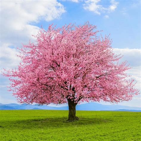 Flores de Cerezos - EL MUNDO DE ATLANTIDA - Gabitos