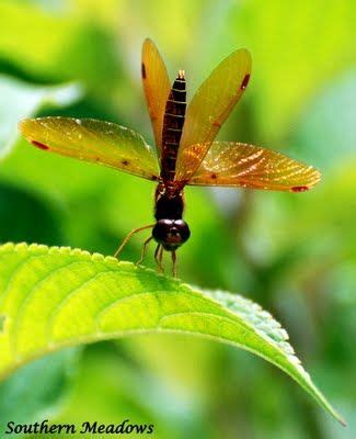 dragonfly Habitat Garden, Forest Habitat, Ant Insect, Damselflies ...