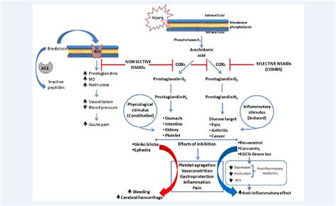 Nsaid Mechanism Of Action