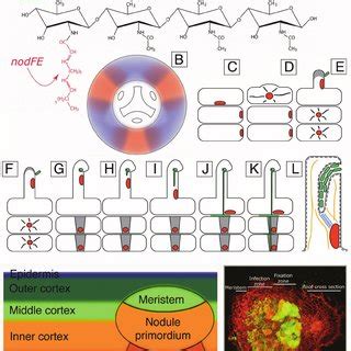 (PDF) Infection and Invasion of Roots by Symbiotic, Nitrogen-Fixing Rhizobia during Nodulation ...