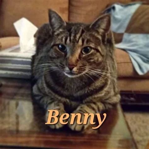 Solve Benny jigsaw puzzle online with 110 pieces