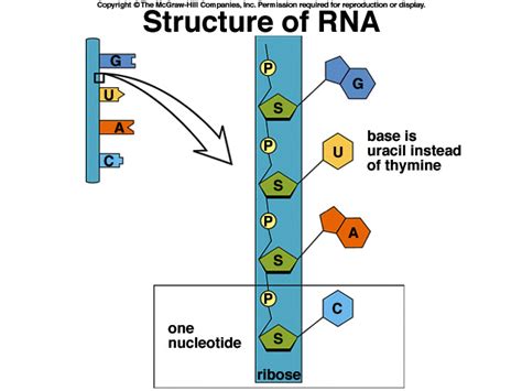 Nuclei Acid - biochemistry