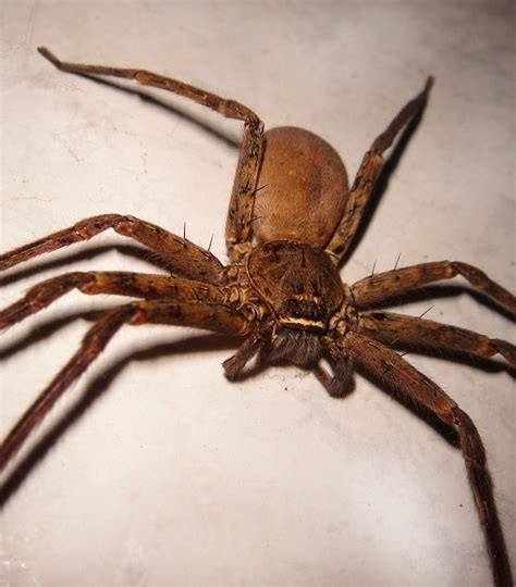 Brown Huntsman Spider (Cane Spider) | Flickr - Photo Sharing!