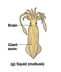 The Cellular Scale: How big is the GIANT Squid Giant Axon?