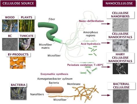 From cellulose to nanocellulose. Schematic diagram of possible... | Download Scientific Diagram