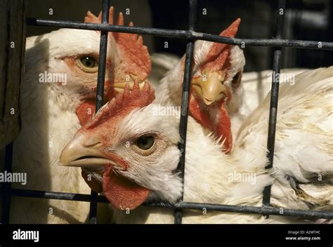 battery farming chickens Stock Photo - Alamy