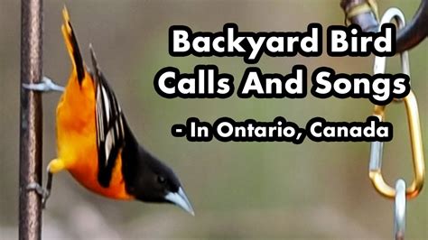 Backyard Bird Calls And Songs #5 - In Ontario - Bird Sounds and Chirps ...