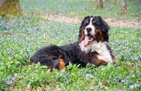 10 Bernese Mountain Dog Mixes (and Why You'll Love Them) | LoveToKnow Pets