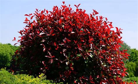 9 Red Evergreen Shrubs For Your Yard