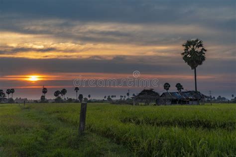 Landscape of Rice Paddy Field during Sunset in Cambodia. Nature ...