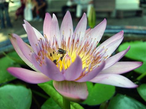 Lotus flower - Free Stock Photos ::: LibreShot