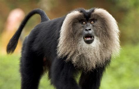 Zoo de Cerza : Parc animalier Normandie