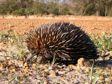 Free picture: echidna, spiny, anteater, animal