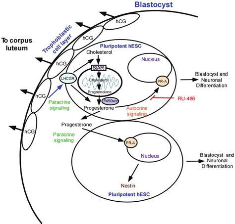 Model of the autocrine and paracrine pathways regulating blastulation ...