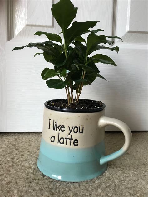 Coffee plant! | Coffee plant, Planting flowers, Plants