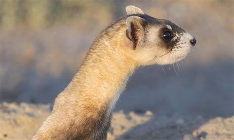 Black-footed Ferret | Species | WWF