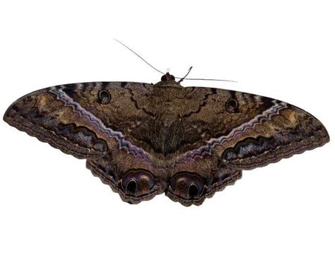 Moth Species - mothinfo.com