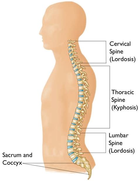 Spine Basics - OrthoInfo - AAOS