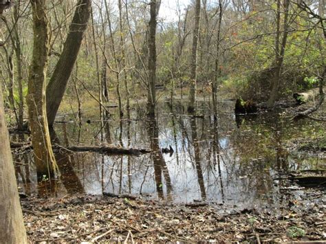 Bald Cypress Pond | Smithsonian Photo Contest | Smithsonian Magazine