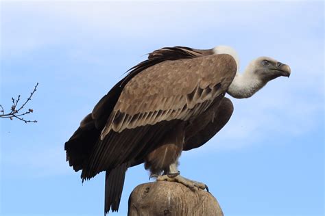 Vulture / Geier | Flickr - Photo Sharing!