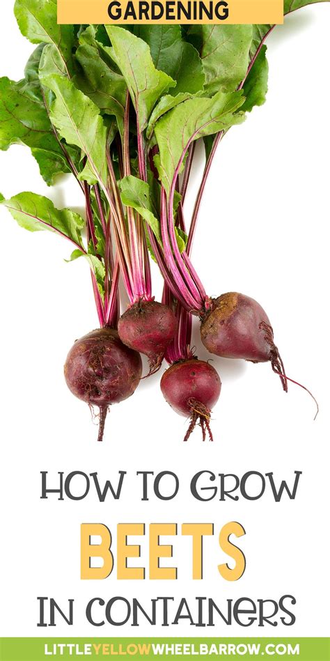 Growing Beets in Containers: Essential Tips for Success