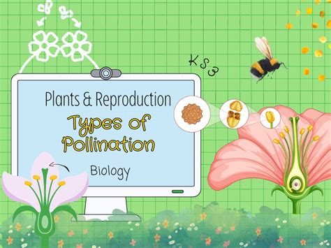 Plants & Reproduction - self/cross pollination - 8Bb - KS3 Biology ...