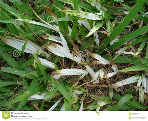 Grass stock image. Image of natural, forragem, graze - 94103105