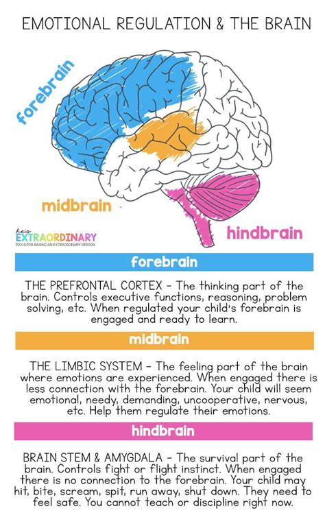 Diagram of the three regions of the brain = forebrain, midbrain, and hindbrain. Explains how ...