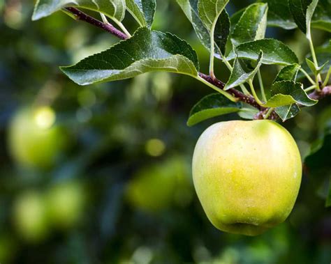 Buy affordable Yellow Delicious Apple trees at our online nursery ...