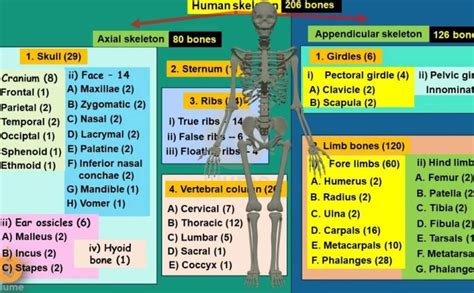 Complete List of 206 Bones In the Human Body/PDF 2024