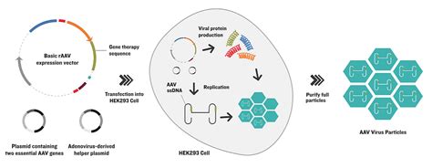 The Next Generation of Cell Factories for Viral Vector Production