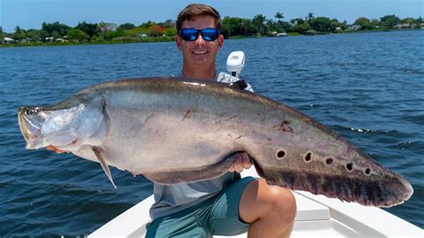 GIANT Invasive Clown Knife Fish! Catch Clean Cook! (Lake Ida Live Bait Fishing)