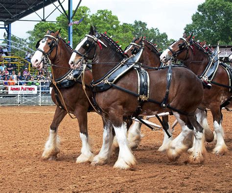 Anheuser Busch Budweiser Clydesdale Horses In Harness USA Rodeo ...