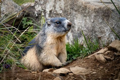 What is a Marmot | Marmot Facts for Kids - Twinkl