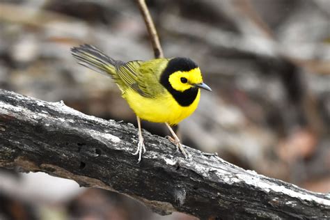 Hooded Warbler