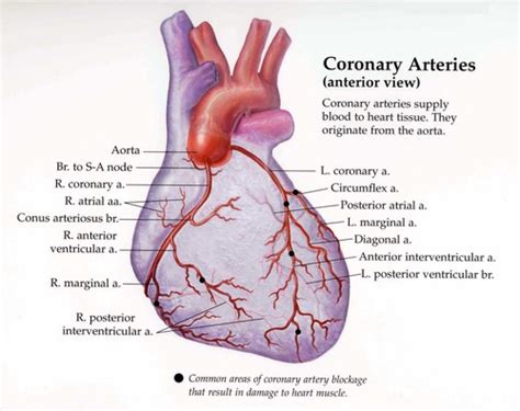 Human Anatomy - Blood Vessels Practical Flashcards | Quizlet