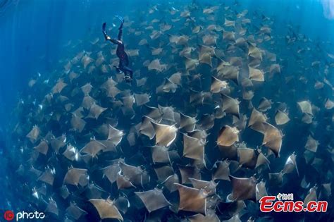 Mind-boggling images of manta ray migration