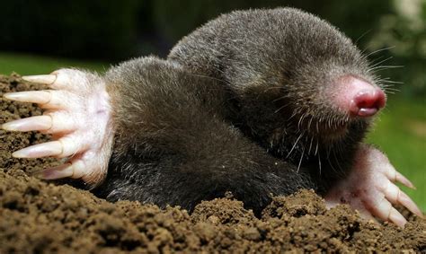 Moles or voles ... who to blame for lawn damage? | | postandcourier.com