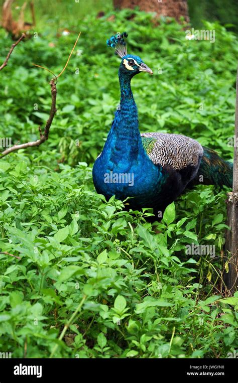 Peacock Nest High Resolution Stock Photography and Images - Alamy