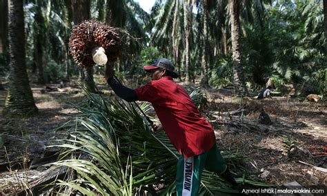 KPPK mohon operasi ladang, kilang sawit di Sabah diteruskan