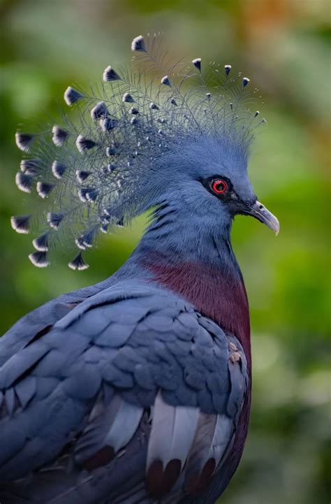 Incredible images of Chester Zoo's Monsoon Forest as it reopens after huge fire - Cheshire Live