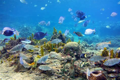 Anse Chastanet Snorkeling - What It's Like, Where To Snorkel