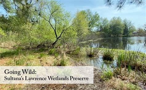 Going Wild: Sultana’s Lawrence Wetlands Preserve - Chestertown Spy