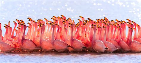 Flamingo Flock | Flamingo photo, Bird images, Animal migration