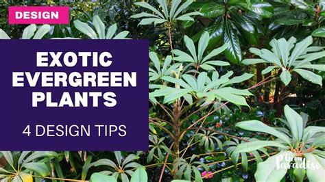 Adding EVERGREEN plants to your garden - 4 design tips - YouTube