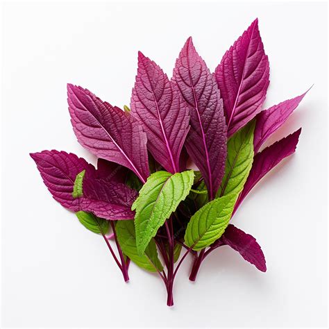 Premium AI Image | Amaranth Leaves on White Background Green Elegance